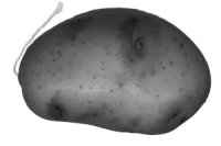 It's potato-ey, it's stringy, it's Potato on a String!
